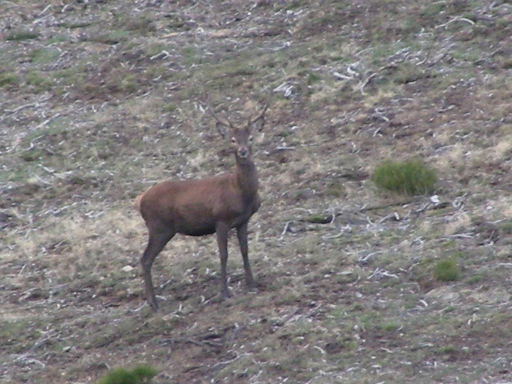 El Invernal De Picos Portilla de la Reina Eksteriør billede